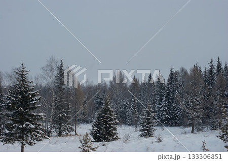 A forest belt of coniferous trees standing along the road, covered with snow, the weather is cloudy, the winter sky is gray. 133306851