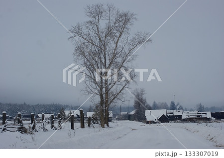 In the foreground is a winter road to a village, flanked by a snow-covered Siberian forest. In the background is a village and fog.  133307019