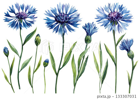Watercolor blue cornflowers with green stems and leaves delicate wild meadow flowers illustration for botanical spring design Watercolor blue cornflowers with green stems and leaves delicate wild meadow flowers illustration for botanical spring design 133307031