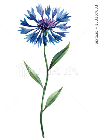 Watercolor blue cornflower with long green stem delicate wild meadow flower illustration for botanical natural design 133307033