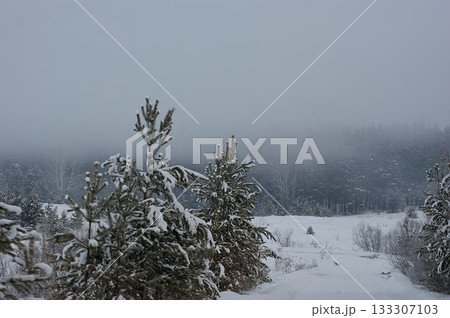 There are many coniferous trees in the winter Siberian forest. 133307103