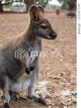 Wallaby standing on dry ground in Kangaroo Island, Australia 133307144