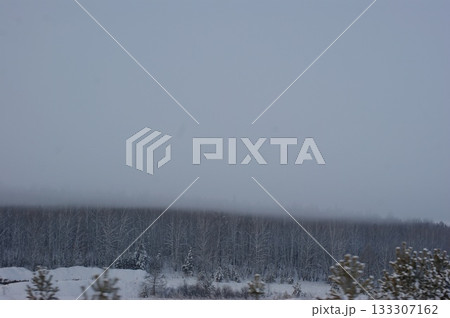 A thick, grey fog lies on the treetops of  Siberian forest. 133307162