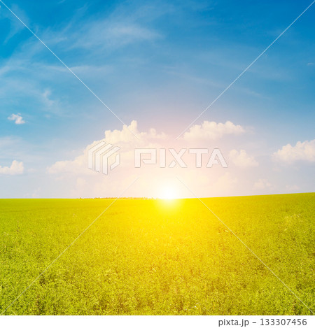 Fresh spring clover field and beautiful sunrise 133307456