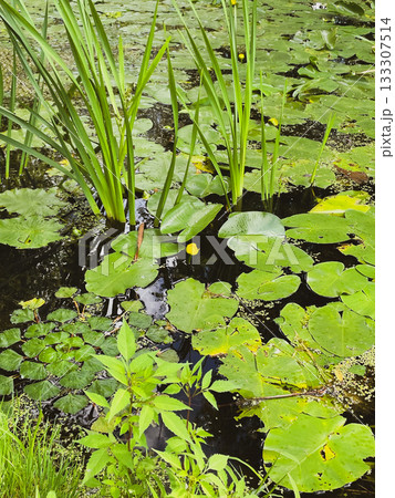 wetland edge discovery, fresh growth along muddy shore, riparian zone with emerging plant life 133307514