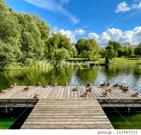 duckfilled lakeside scene, vivid summer wildlife at pond, busy park scene with ducks and reflections 133307515
