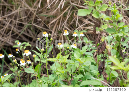 春の野に咲く小さな花 春の野に咲く小さな花 133307560