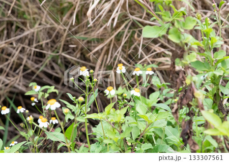 春の野に咲く小さな花 春の野に咲く小さな花 133307561
