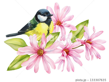 Titmouse bird. Watercolor songbird pink magnolia blossoms green leaves elegant spring botanical illustration for floral design 133307635