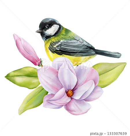 Tit bird. Watercolor songbird with pink magnolia flowers and green leaves spring botanical illustration for floral natural design Tit bird. Watercolor songbird with pink magnolia flowers and green leaves spring botanical illustration for floral natural design 133307639