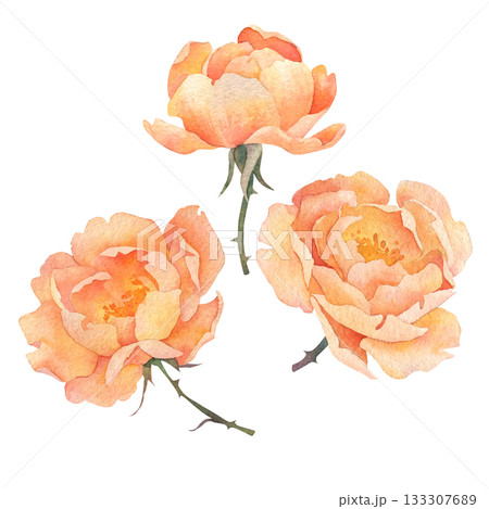 Set of three watercolor orange roses. Watercolor illustration hand drawn and isolated on a white background. Ideal for decorating greeting cards, wedding invitations, polygraphy, textile, tableware 133307689