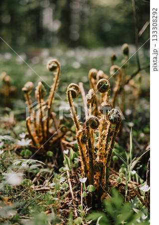 ferns with brown tips and green leaves. Ferns grow in field on hill. forest vegetation. ferns with brown tips and green leaves. Ferns grow in field on hill. forest vegetation. 133308292