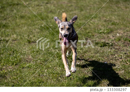 cheerful spotted Dog runs across field against blue sky background. dog is wearing collar. 133308297