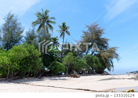 Tropical island beach with palm trees and lush greenery under blue sky. Peaceful seashore scene. 133310124