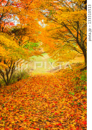 【大峰高原】もみじのトンネル【北安曇郡池田町】 133310513