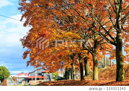 紅葉 133311143