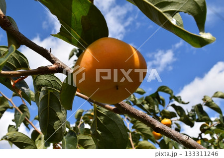 オレンジ色の柿の実 オレンジ色の柿の実 133311246