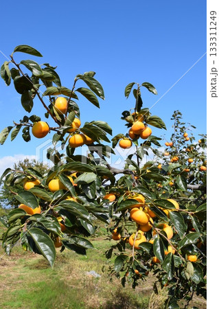 オレンジ色の柿の実 オレンジ色の柿の実 133311249
