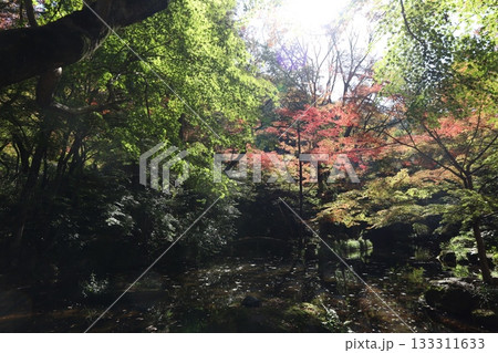 光が差し込む静かな森と紅葉の池の風景 133311633