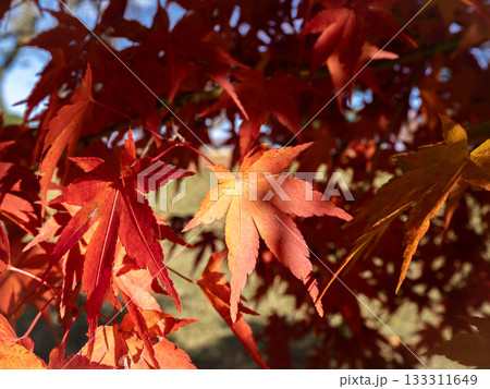 日差しが当たっている紅葉 日差しが当たっている紅葉 133311649
