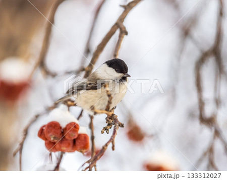 Cute bird the willow tit, song bird sitting on a branch without leaves in the winter. Cute bird the willow tit, song bird sitting on a branch without leaves in the winter. 133312027