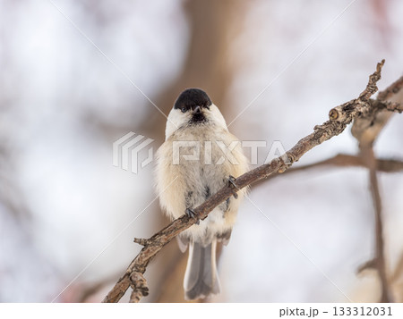 Cute bird the willow tit, song bird sitting on a branch without leaves in the winter. Cute bird the willow tit, song bird sitting on a branch without leaves in the winter. 133312031