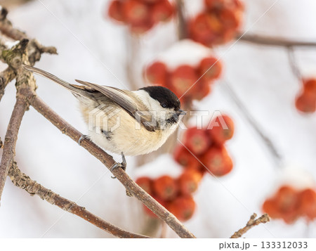 Cute bird the willow tit, song bird sitting on a branch without leaves in the winter. 133312033