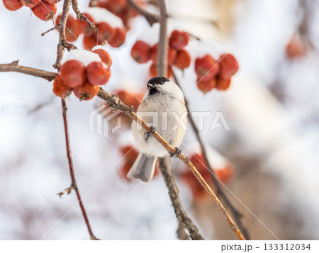 Cute bird the willow tit, song bird sitting on a branch without leaves in the winter. Cute bird the willow tit, song bird sitting on a branch without leaves in the winter. 133312034