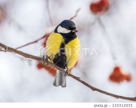 Cute bird Great tit, songbird sitting on a branch without leaves in the autumn or winter. 133312035