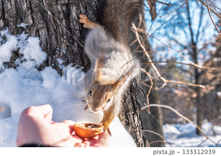 Squirrel eats nuts from a man's hand. Caring for animals in winter or autumn. Squirrel eats nuts from a man's hand. Caring for animals in winter or autumn. 133312039
