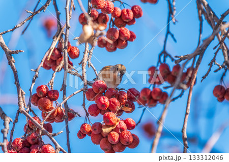 Brambling (Fringilla montifringilla) feeds on apples in winter. 133312046