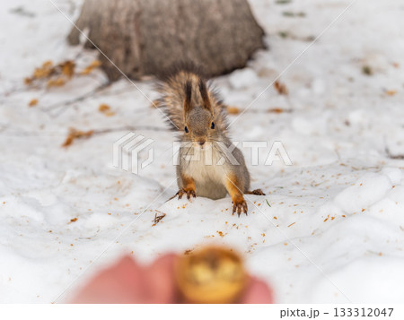 The squirrel in winter sits on white snow. 133312047