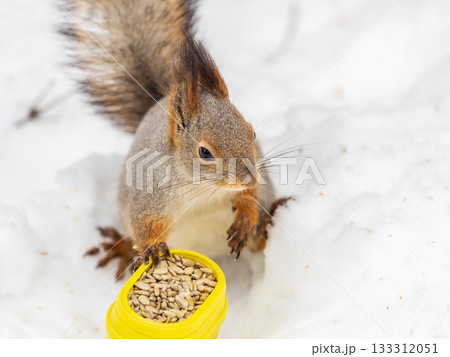 The squirrel in winter sits on white snow. The squirrel in winter sits on white snow. 133312051