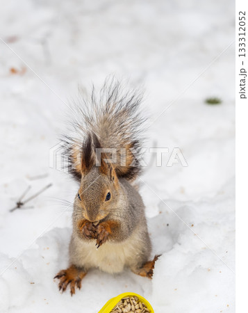 The squirrel in winter sits on white snow. The squirrel in winter sits on white snow. 133312052