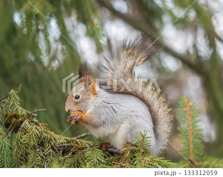 The squirrel with nut sits on tree in the winter or late autumn The squirrel with nut sits on tree in the winter or late autumn 133312059