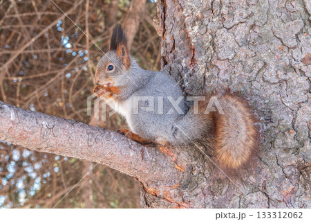 The squirrel with nut sits on tree in the winter or late autumn The squirrel with nut sits on tree in the winter or late autumn 133312062