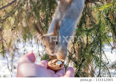 Squirrel eats nuts from a man's hand. Caring for animals in winter or autumn. 133312065