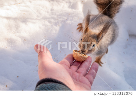 Squirrel eats nuts from a man's hand. Caring for animals in winter or autumn. 133312076