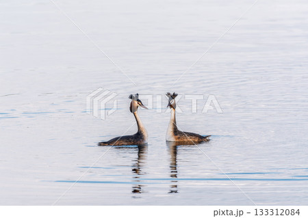 Mating games of two water birds Great Crested Grebes. Two waterfowl birds Great Crested Grebes swim in the lake with heart shaped silhouette 133312084