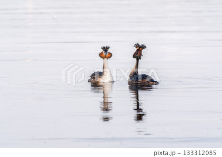 Mating games of two water birds Great Crested Grebes. Two waterfowl birds Great Crested Grebes swim in the lake with heart shaped silhouette 133312085