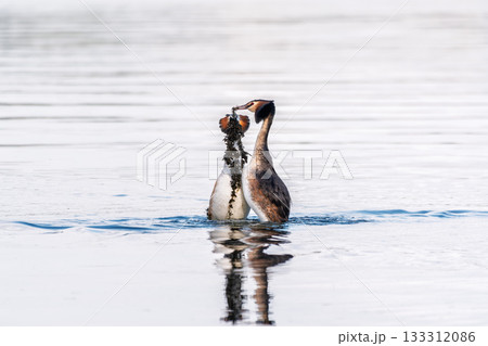 Mating games of two water birds Great Crested Grebes. Two waterfowl birds Great Crested Grebes swim in the lake with heart shaped silhouette Mating games of two water birds Great Crested Grebes. Two waterfowl birds Great Crested Grebes swim in the lake with heart shaped silhouette 133312086
