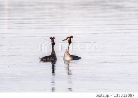 Mating games of two water birds Great Crested Grebes. Two waterfowl birds Great Crested Grebes swim in the lake with heart shaped silhouette 133312087