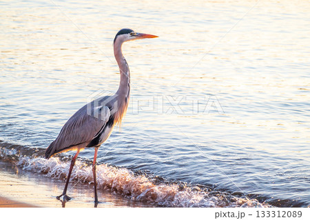 A heron hunting in the sea. Grey heron on the hunt A heron hunting in the sea. Grey heron on the hunt 133312089