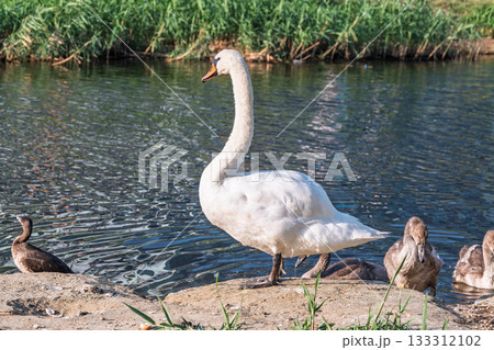 Wild swans with their offspring on a pond in the reeds. Incredibly beautiful nature and birds. 133312102