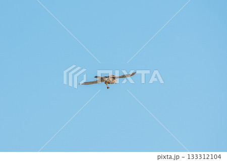 Common kestrel, Falco tinnunculus, hovered in the air in search of prey 133312104