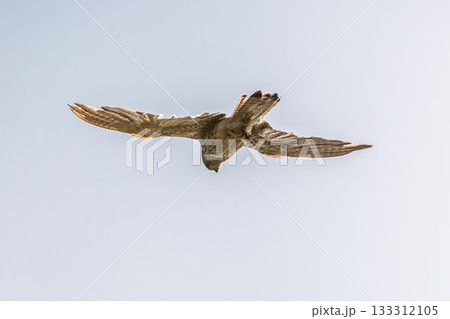 Common kestrel, Falco tinnunculus, hovered in the air in search of prey 133312105