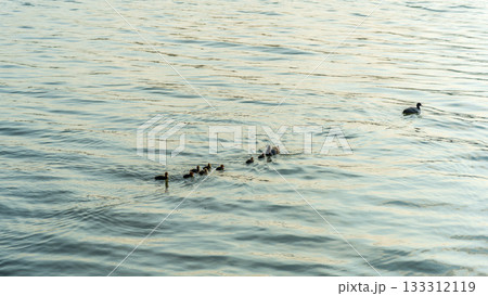 Eurasian Coot with Chicks Swimming on Lake 133312119