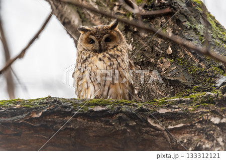 Long-eared owl (Asio otus), looking forward with wide opened eyes 133312121