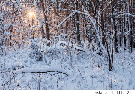 Tree branches in winter covered with snow and frost in snowfall. Frozen tree branches. Tree branches in winter covered with snow and frost in snowfall. Frozen tree branches. 133312126