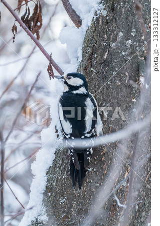 Little woodpecker sits on a tree trunk with snow in winter. The great spotted woodpecker, Dendrocopos major 133312127
